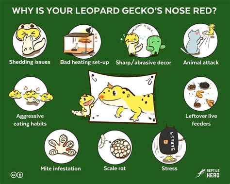 leopard geckos nose red    solutions