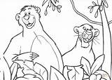 Baloo Balu Bagheera Baghira Dschungelbuch Affen Disegni Mowgli Colorare Ausmalbild Beobachten Selva Supercoloring Malvorlagen Kostenlos перейти Baguera Kategorien sketch template