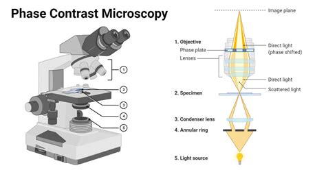 phase contrast microscopy definition principle parts