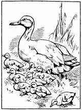 Duck Coloring Ducklings Way Make Pages Printable Mother Drawings Color Ducks Baby Duckling Line Adult Drawing Ugly Colouring Babies Mama sketch template