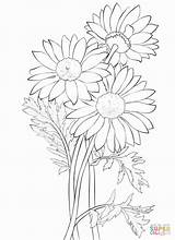 Daisy Coloring Pages Flower Drawing Daisies Gerber Printable Bouquet Flowers Petal Clipart Adult Sheets Supercoloring Princess Outlines Super Sketch Yellow sketch template