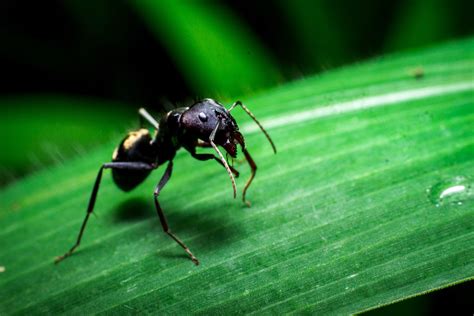 How Ballistic Trap Jaw Ants Prevent Self Destruction With A Perfect