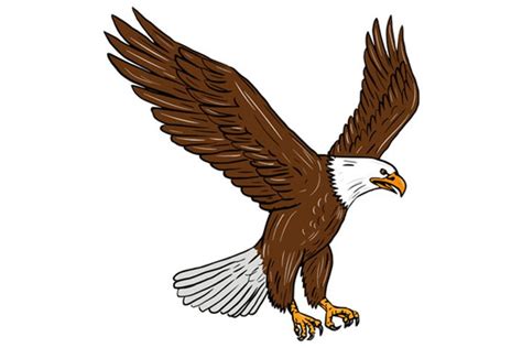 bald eagle flying drawing  illustrations design bundles