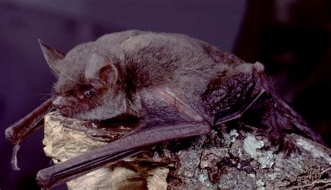 bat  bats energize