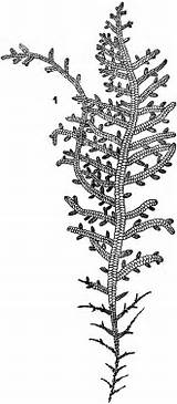 Liverwort Etc Clipart Leafy Original sketch template