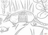 Armadillo Coloring Banded Nine Pages Printable Designlooter Main Animal Drawing Color Click 92kb 2048 1536px Skip sketch template
