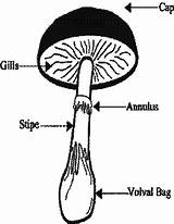 Fungi Gill Diagram Drawing Typical Getdrawings sketch template