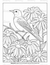 Coloring State Pages Birds Flowers Bird Flower Md Choose Board Licensing Drawings Drawing sketch template