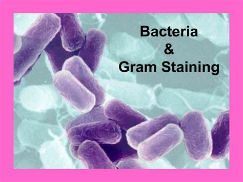 bacteria gram staining