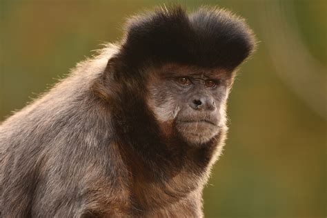 macaco prego veja caracteristicas como criar preco  mais guia