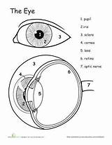 Anatomia Ocular Olho Answers Sentidos Physiology Teaching Frisch Experiencias Auge Ciências Experiments sketch template