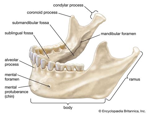jaw model  extractable teeth anatomically accurate human bone