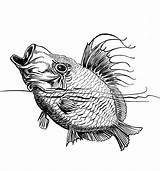 Coloring Fish Pages Detailed Popular Library Clipart Coloringhome sketch template