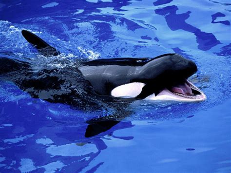 killer whale types animal