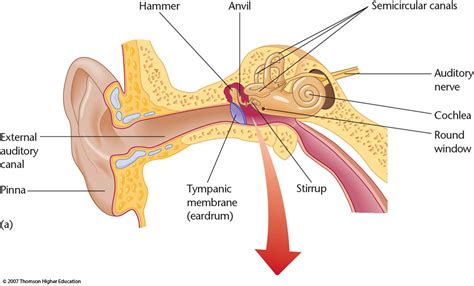 learning demonstration  human ear