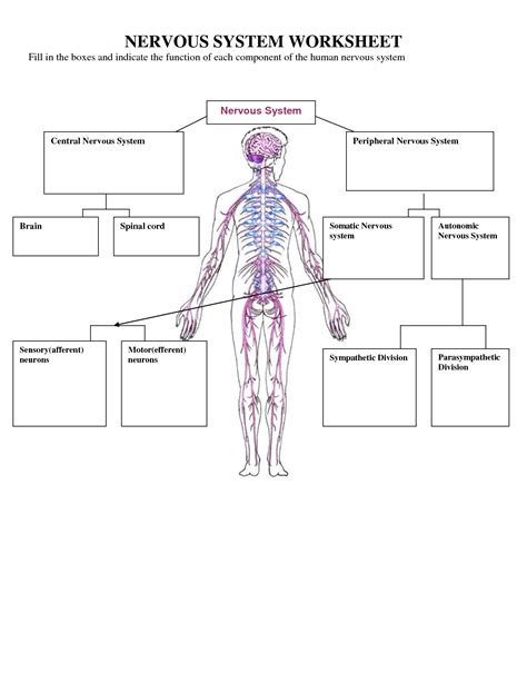 nervous system worksheets  kids