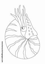 Nautilus Coloring Sea Drawing Designlooter Pages Handout Below Please Print Click 84kb 1241 sketch template