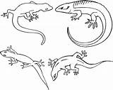 Lizard Coloring Pages Kids Drawing Gecko Printable Outline Lizards Color Animal Getdrawings Paintingvalley sketch template