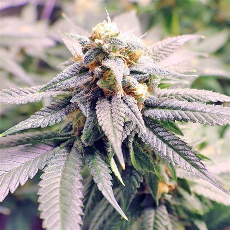 Ak 47 Fast Flowering Seeds Seed Bank Feminized Fast
