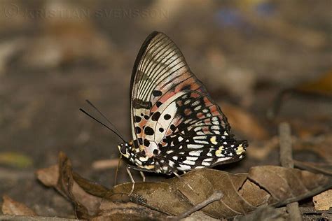 charaxes zingha insects moth butterfly