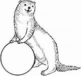 Otter Coloring sketch template