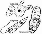 Protozoa Protists Protist Types Different Worksheet Bacteria Coloring Viruses Disease Science Tools Euglena Pages Protozoans Worksheeto Water Grade Via Type sketch template
