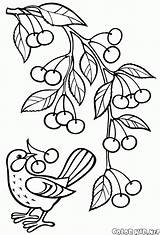 Cherries Branch sketch template