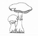 Setas Funghi Cogumelos Bolets Champignons Dibuix Colorier Dibuixos Stampare Acolore Coloritou sketch template