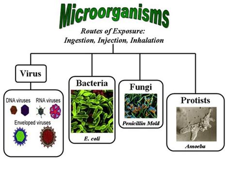 names  microorganisms