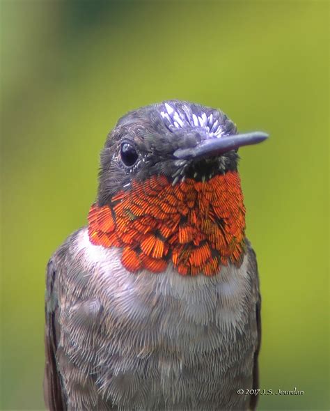 jerrys digiscoping page orange throated hummingbird  aug