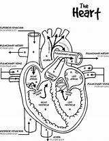 Coloring Human Heart Pages Anatomy Diagram Color Printable Template Cardiac Pencil Anatomi Sketch Choose Board sketch template
