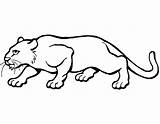 Cougar Coloring Pages Printable Color Onlinecoloringpages sketch template