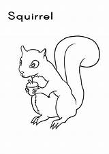 Squirrel Coloring Pages Kids Colouring Printable Colour Squirrels Outline A4 Red Wildlife Animal Animals Line sketch template