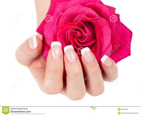 Beautiful Woman S Hand Holding Pink Rose Stock Image