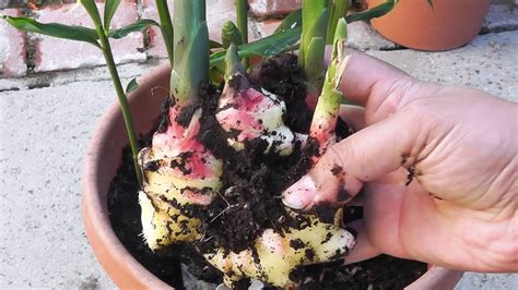 growing ginger plants   plant  care  ginger