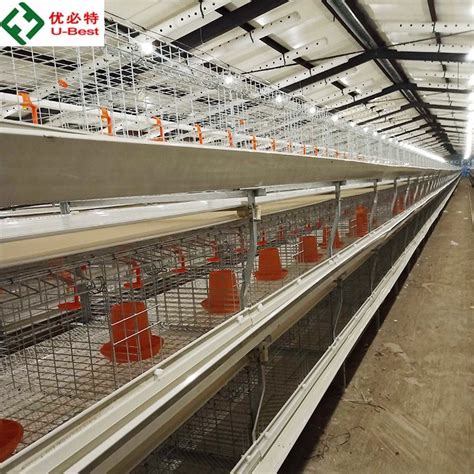 High Quality H Type Chicken Cages Broiler Cage With Automaic Feeding