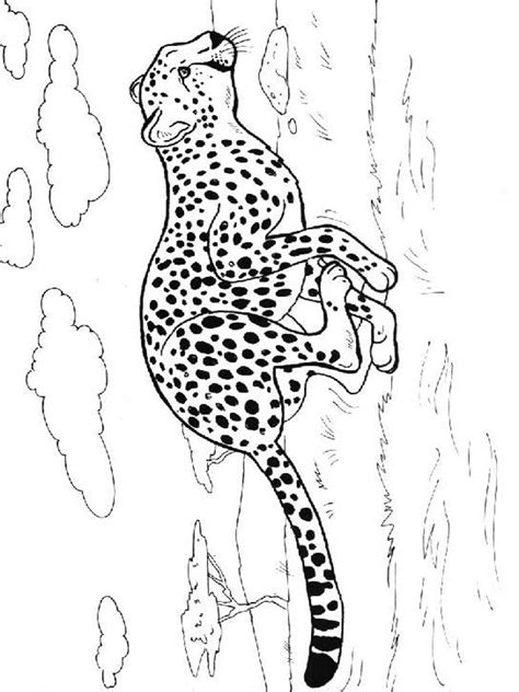 cheetah coloring pages   print cheetah coloring pages