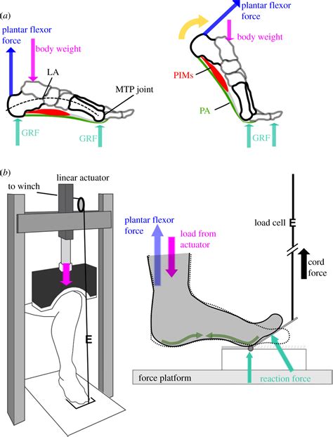 foot stiffening   push  phase  human walking  linked