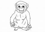 Chimpanzee Szympans Kolorowanki Dzieci Bestcoloringpagesforkids sketch template