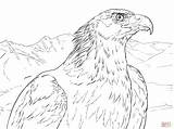 Eagle Coloring Golden Aguila Real Portrait Pages Dibujos Drawing Colorear Para Printable Eagles Dibujo Bald Animal Embroidery Super Print sketch template