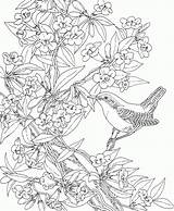 Coloring Pages Carolina Wren South Bird State Printable Flower Color Birds Jessamine Yellow Az Animal Great Colouring Kids Adult Comments sketch template