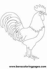 Finos Gallos Roosters Designlooter Stained sketch template