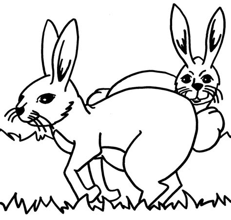 coloring pages rabbit images animal place