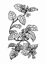 Malvorlage Pflanze Colorare Pianta Plante Ausmalen Pflanzen Ausmalbilder Disegni sketch template