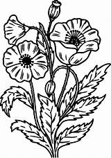 Coloring Pages Wildflower Flower Wild Printable Flowers Winter Color Getcolorings Adult Sheets Print Choose Board sketch template
