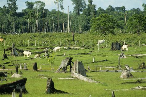 deforestation  brazil  rising   years  decline vox
