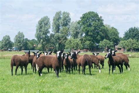 zwartbles bedreigd nederlands ras stichting zeldzame huisdierrassen