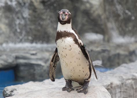 hunstanton sea life sanctuary peso humboldt penguin