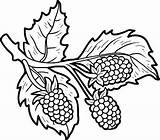 Blackberry Colorare Verdura Frutta Clipartmag Drawing Disegni sketch template