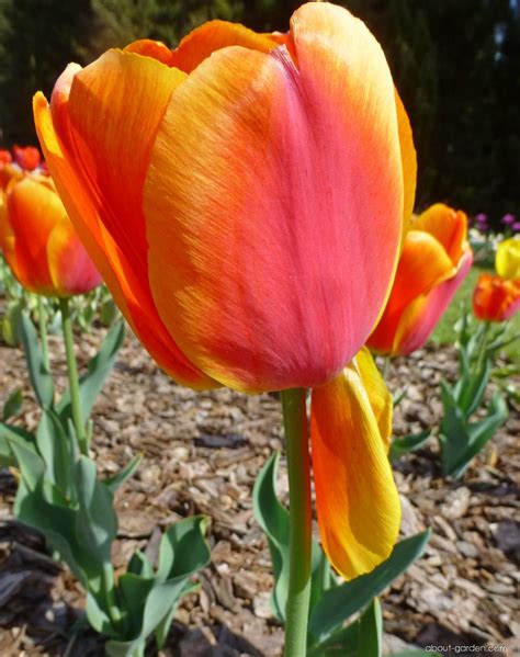 photo tulip apeldoorn elite  gardencom